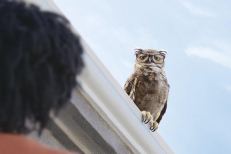 America's Best Owl – Rooftops